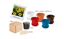 Sunflowers In A Box